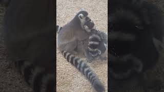 Ring Tailed Lemurs Grooming Each Other  Tropical Butterfly House Sheffield lemurs [upl. by Meyeroff]