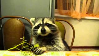 Raccoon eats grapes with his little hands [upl. by Koppel929]