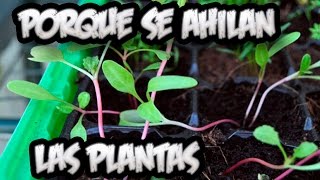 Problemas En El Semillero  Porque Se Ahilan Las Plantas Y Solucion  La Huertina De Toni [upl. by Cowey]