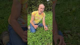 Scarlet Pimpernel anagallis arvensis nativeplants gardening permaculture adventure explore [upl. by Esenej]