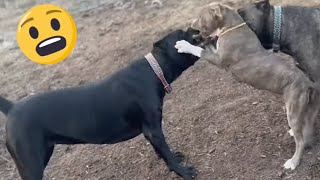 PITBULL Tries to DOMINATE CANE CORSO [upl. by Philippine]