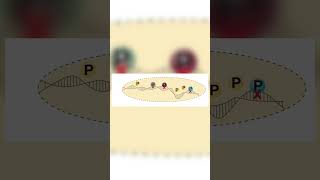 Chromatin Immunoprecipitation Assay ChIP [upl. by Franky]