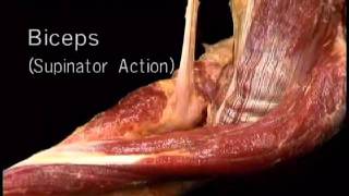 biceps supinator actıonwmv [upl. by Maharba]