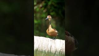 Lesser whistling duck birds shorts youtubeshorts wildlife [upl. by Enelime]