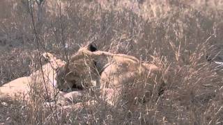 Kruger National Park  Lion Cubs next to the road [upl. by Guerra]