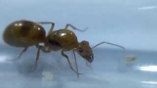 Honeypot Ant Myrmecocystus mexicanus Queen [upl. by Crespi900]