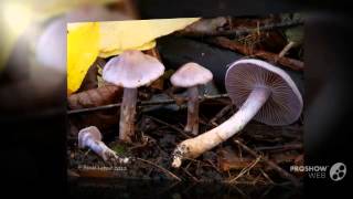 Cortinarius azureus  fungi kingdom [upl. by Osrit264]