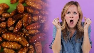 AMERICANS EAT SILK WORMS [upl. by Nissa]