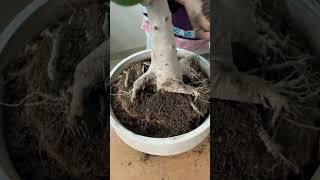 Transform Your Banyan Bonsai Expert Repotting Tips and Tricks bonsai banyan terracegardening [upl. by Han603]