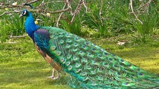 मोर नृत्य Peacock Dance in All its Glory  मोर  الطاووس [upl. by Aruon181]