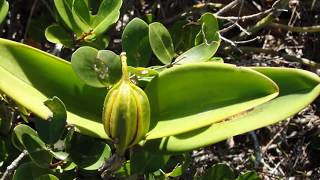 Brazilian Orchids Part 3 Cattleya guttata [upl. by Ahsikam367]