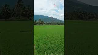 quotNatures Embrace in Tenkasi Travel and Vibesquottrending traveltenkasinature loversshortsstatus [upl. by Neerak]