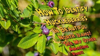 How To Identify Huckleberries What A Huckleberry Bush Looks Like Huckleberry Picking North Idaho [upl. by Canning]