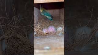 Pale Fallow with chicks African lovebird pair [upl. by Nostrebor519]