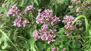 Identifying Wild Marjoram Origanum vulgare and how to use it [upl. by Ecahc629]