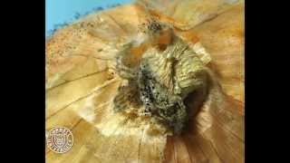 Onion infected by Aspergillus niger in time lapse [upl. by Ettegirb]