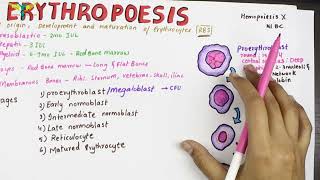 Erythropoesis  Physiology  Sites and Stages [upl. by Mauchi]