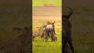 I am Cheetah shorts viral ytshorts iamcheetah [upl. by Anet]