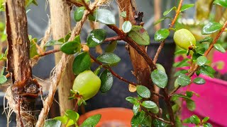 Myrteola Nummularia  tasting my first ripe berry [upl. by Pare950]