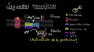 Mecanismo celular de acción hormonal  Fisiología del sistema endócrino  Khan Academy en Español [upl. by Sal]