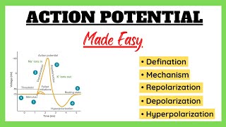 Action Potential Depolarization Repolarization Refractory Period Physiology Made Easy [upl. by Nnazus]