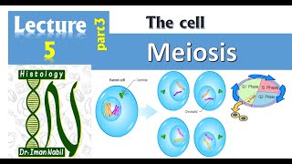 5cCell cycle part3MeiosisCellHistology [upl. by Broida]