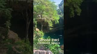 Incredible Cenote in Valladolid Mexico Cenote Zaci shorts [upl. by Beverlee]