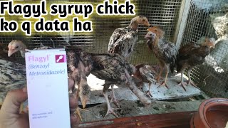 Flagyl syrup chick ko q data ha poultryfarming aseelfarming chicktreatment Aseel farming [upl. by Moreno313]