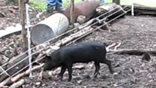 Pigs trained on electric fence [upl. by Ijic950]