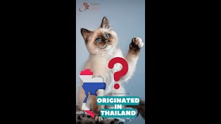 Siamese Cat Fact amp Personality  Siamese Cat History  Cats From Thailand short Shorts [upl. by Analra]