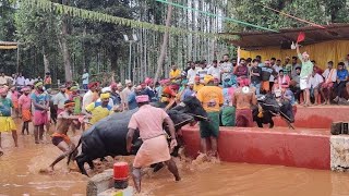 Kambala Start  Kakyapadavu Sathya Darma Kambala  2024 [upl. by Oznarol381]