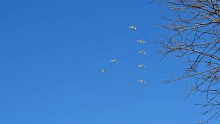 Голоса стаи лебедейкликунов Cygnus cygnus  Whooper swans calls [upl. by Countess577]