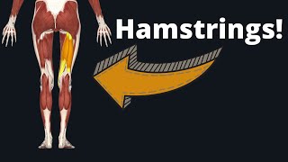 How to Draw the Hamstrings  Anatomy for Artists [upl. by Renrew]