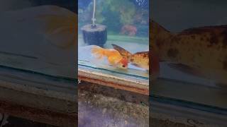 মাথা নিচু গলা বড় মাছ  youtubeshorts fish aquariumfish goldfishkoicarp shortsfeedviralvideo [upl. by Aissirac]