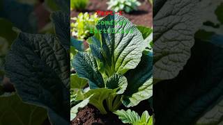 Comfrey Plant For Fertilizer Comfrey Tea For Plants🤑viralshort shorts gardening [upl. by Haerb]