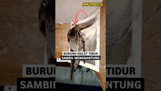 Ternyata Burung Walet Tidur Sambil Menggantung  INFOPEDIA [upl. by Anela]