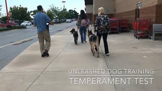 Service dog Temperament test [upl. by Waldon994]