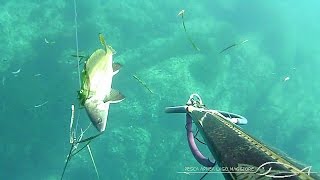 Mai dire corvinala domenicaspearfishingchasse sous marine en Corse [upl. by Bui]