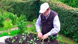 Erdbeerhochbeet von Anfang an Gewächshaus amp Hochbeet perfekt Film 12 [upl. by Etnor]