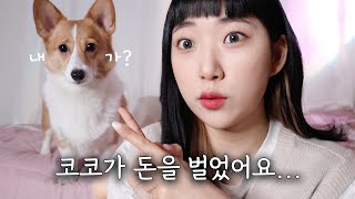 코코가 돈을 벌어왔어요🐶 feat 틱톡 리워드 이벤트 [upl. by Beora742]