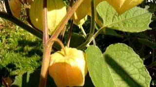 lot of Physalis Peruviana Andenbeere in my garden in Linz Austria 2010 [upl. by Soraya]