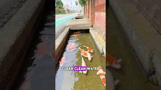 Koi Fish Thriving in Japan’s Clear Drains✨😮 koi japan fish drainage [upl. by Lavinie399]