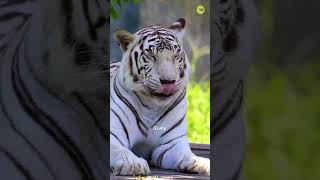 The White Tiger is the most beautiful fierce wild creature in the world shorts [upl. by Gabie]