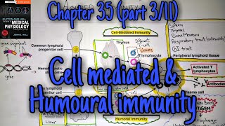 Cell mediated and humoral immunity  chapter 35 part 3 Guyton and Hall text book of physiology [upl. by Elocim]