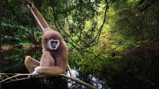 Gibbons Tropical Sounds  1 Hour Relaxing Nature Sounds of Asia Rainforest [upl. by Bunny]