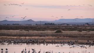 WATCH Thousands of Sandhill cranes take flight [upl. by Torbert]