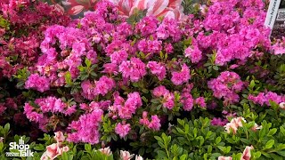 California Spring Trials 2024 Variegated Encore Azalea at PDSI [upl. by Tnirb162]