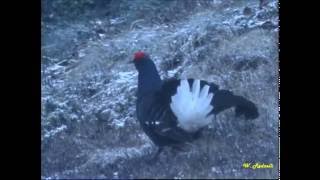 Il Gallo Forcello o Fagiano di monte  quot Gli Amori quot [upl. by Iduj]