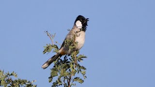 Whiteeared Bulbul Singing [upl. by Vange620]