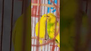 Budgerigar pakhir dim parar lokkhon [upl. by Gimpel]